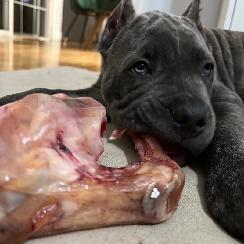 Bison Knuckle Bone for Dogs