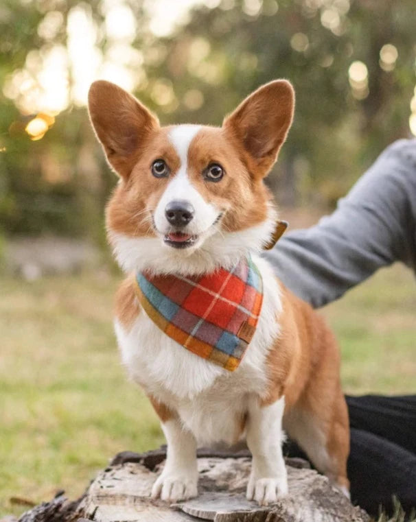 Buchanan Plaid Dog Bandana (Made in the USA)