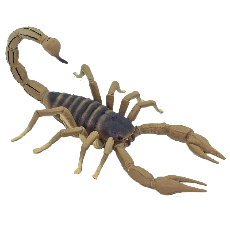 Scorpion, Large